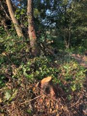 odstranitev drevja in zemeljska dela pred navozom kamnitega materiala